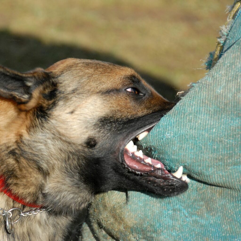 training of a police dog: belgian shepherd malinois